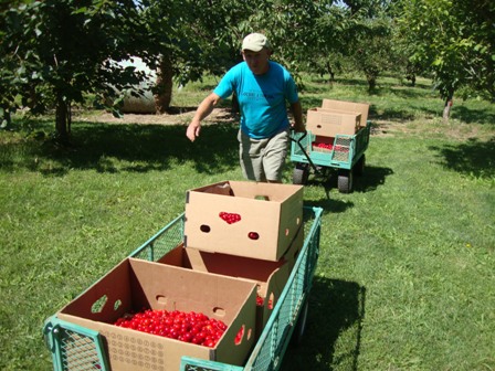 Carting Cherries